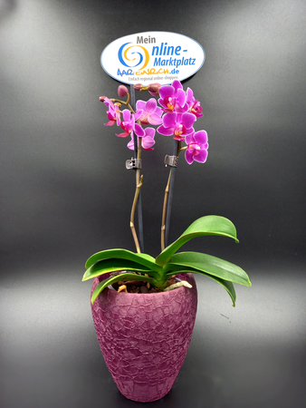 Orchidee mit Übertopf 